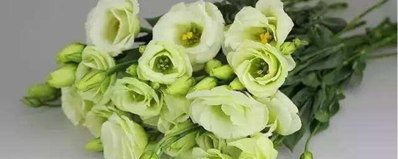 洋桔梗怎么修剪枝叶（洋桔梗怎么修剪枝叶图片）