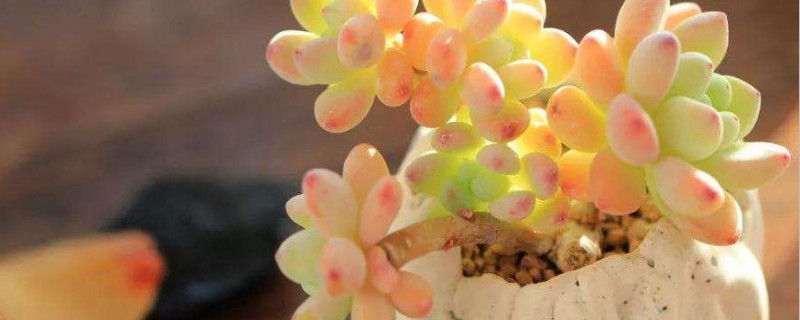 劳尔多肉怎么换盆（劳尔多肉换盆的最佳时间）
