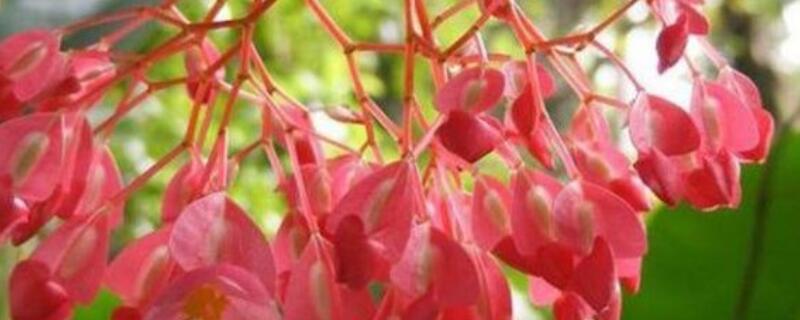 竹节海棠什么时候打顶（竹节海棠什么时间打顶）