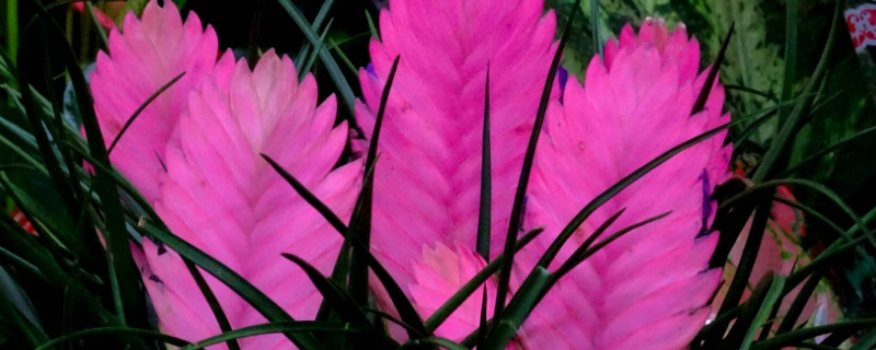 紫花凤梨开过花怎么养（紫花凤梨开过花怎么养活）