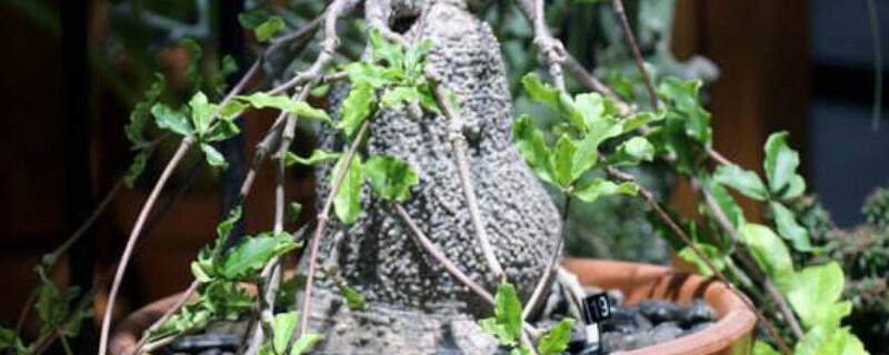 火星人植物的生长环境（火星有适合植物生长的气候吗）