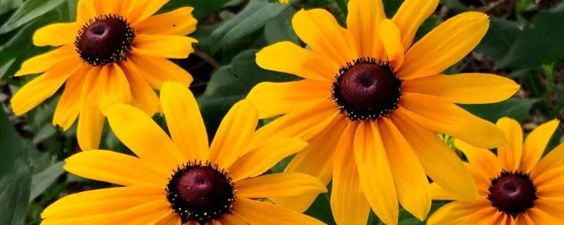 黑心金光菊怎么繁殖（金光菊怎么种）