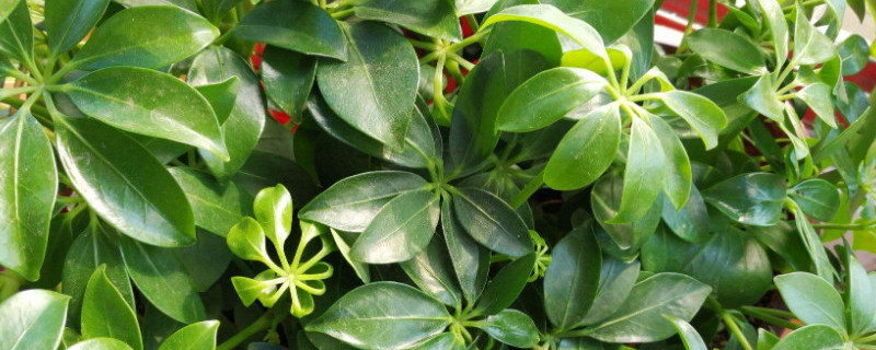 摇钱树怎么修剪（金钱树怎么修剪）