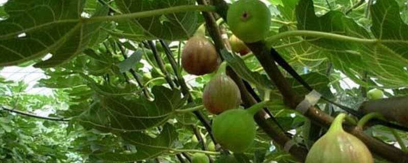 无花果树叶子发黄有斑（无花果树叶子发黄有斑用什么药）