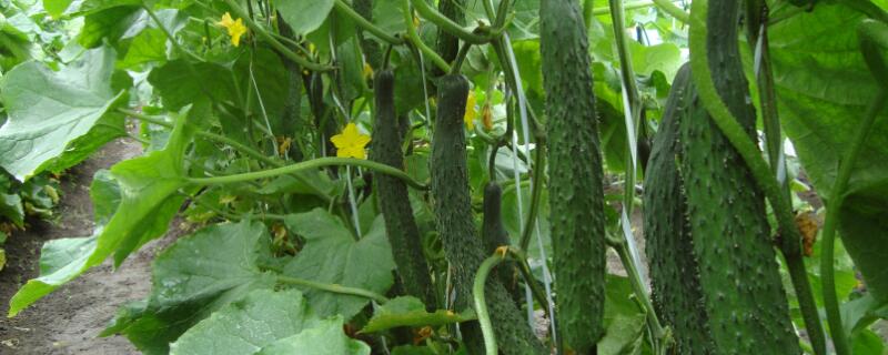 哪种蔬菜对减肥有作用（哪种蔬菜对减肥有作用最好）