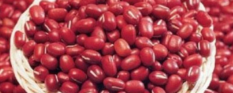 红豆生虫子了还能吃吗（红豆生虫子怎么处理）