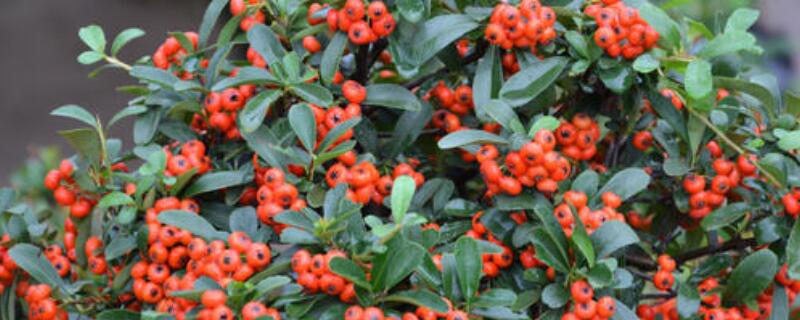 火棘可以扦插吗（火棘可以扦插吗怎么养）