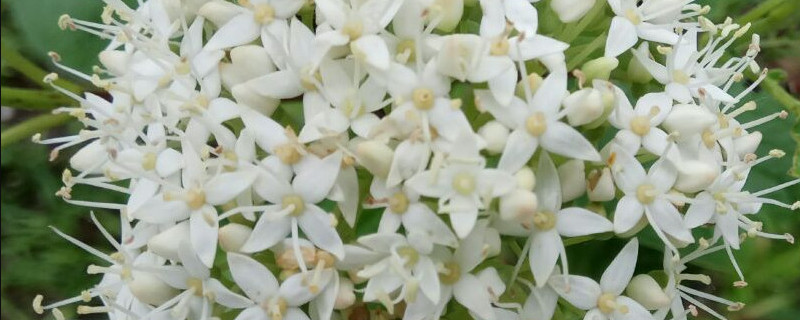 红瑞木开花吗 红瑞木开花吗图片大全