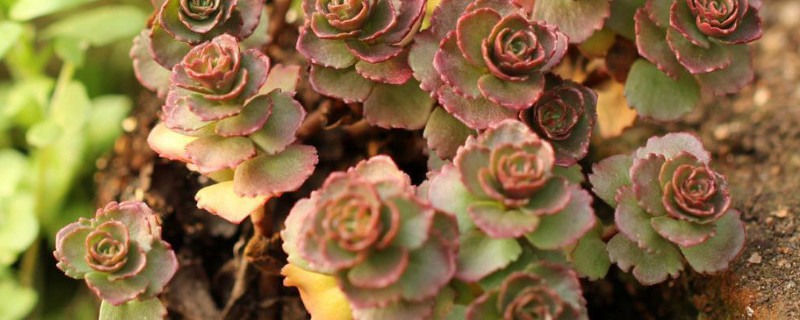 小球玫瑰砍头具体步骤 小球玫瑰徒长 怎么修剪