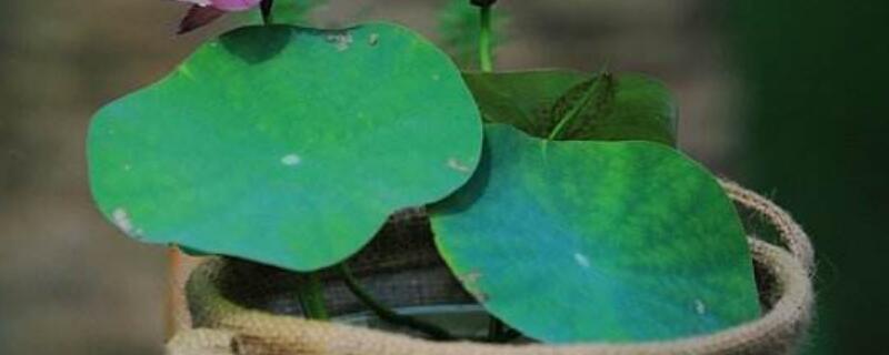 碗莲分藕繁殖方法 碗莲藕怎么种