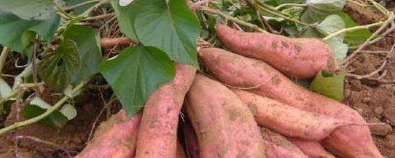 红薯什么时候打顶（红薯什么时候打叉掐尖）