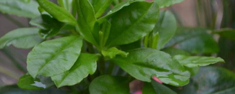 人参菜有毒吗 人参菜的功效和作用