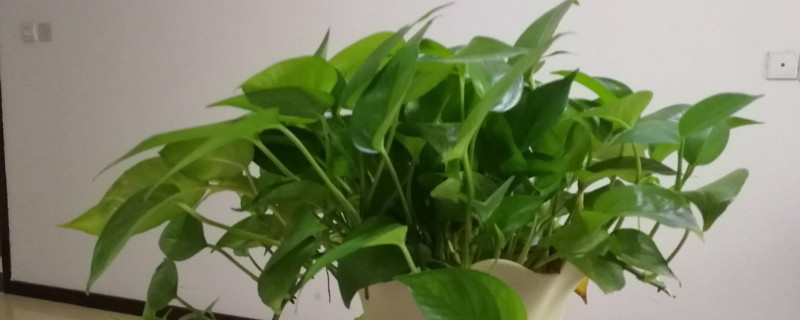 绿萝叶子蔫了怎么办（绿萝柱叶子下垂发蔫及时补救方法）