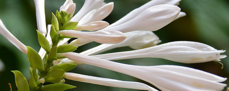 玉簪花晒蔫了怎么办（玉簪花枯叶）