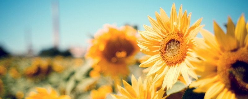 送病人什么花 医院送病人什么花