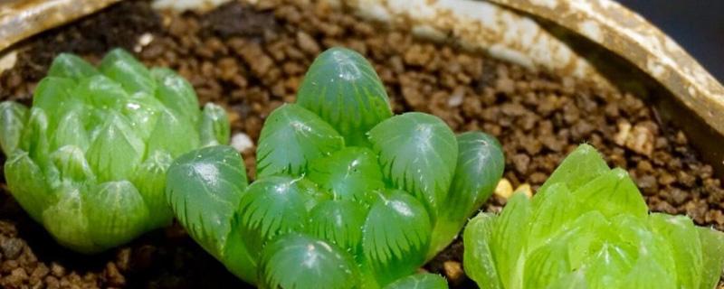 帝王寿和玉露的区别是什么 帝王寿多肉能长多大