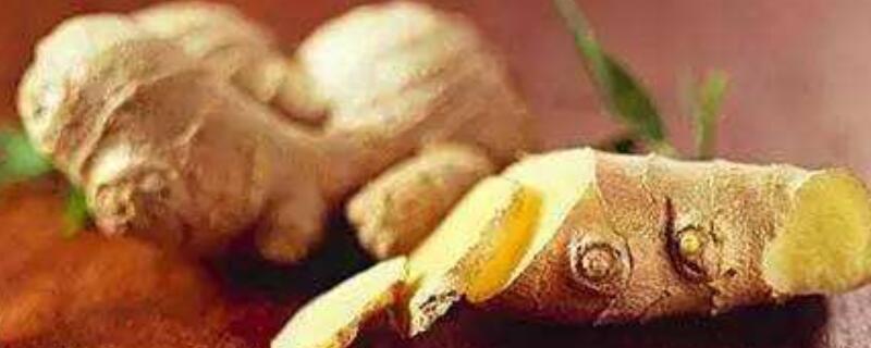 生姜用什么繁殖（生姜用什么繁殖茎还是叶或者垠）