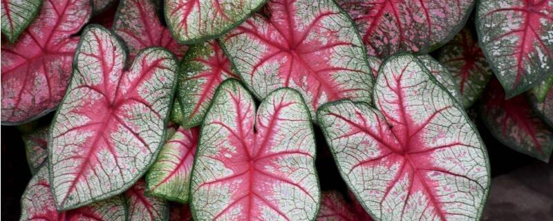 彩叶芋有毒吗 彩叶芋有毒吗能在家里养吗