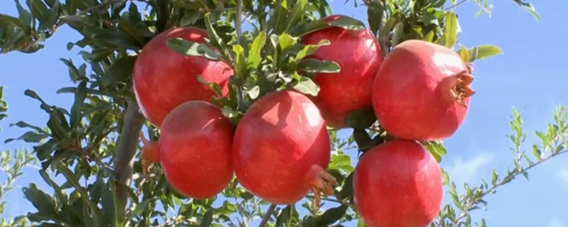 石榴老枝几月份扦插 盆栽石榴树什么时候扦插