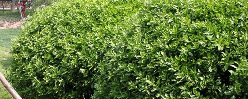 冬青树的特点 冬青树有什么特点