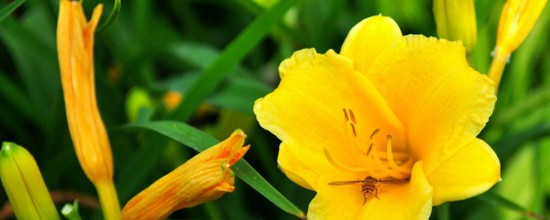 萱草为什么不开花 萱草开过花还能再开花吗