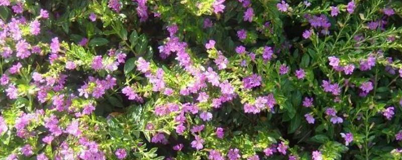 萼距花花期（萼距花花期集中在几月）