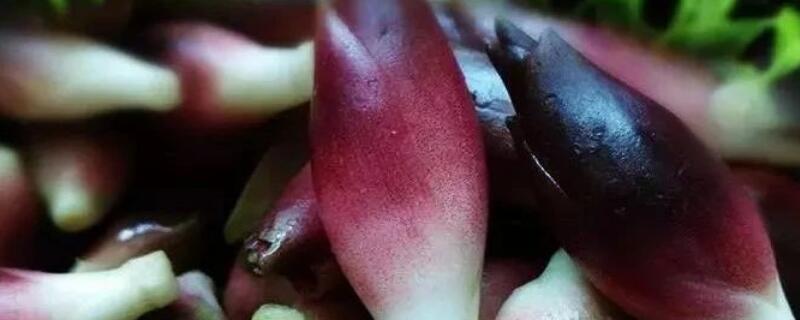 阳荷是什么植物 阳荷的功效和作用