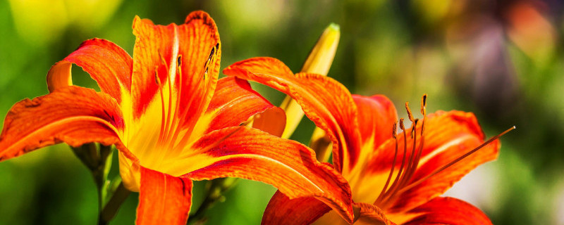 萱草开完花怎样修剪（萱草开完花怎样修剪好看）