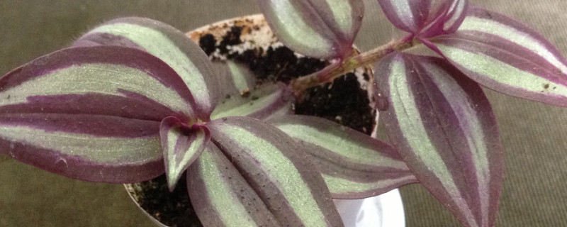 吊竹梅的功效与作用 吊竹梅的养殖方法和注意事项