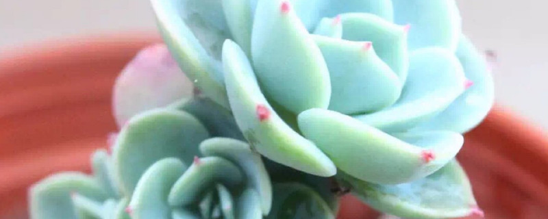 玉蝶锦如何度夏 玉蝶度夏难