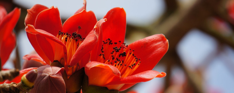 木棉花的寓意及象征（木棉花的寓意及象征英雄）