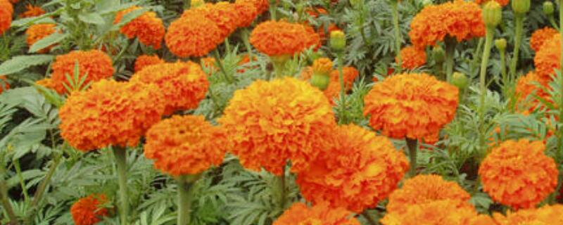 秋天有什么花（秋天有什么花 名字）