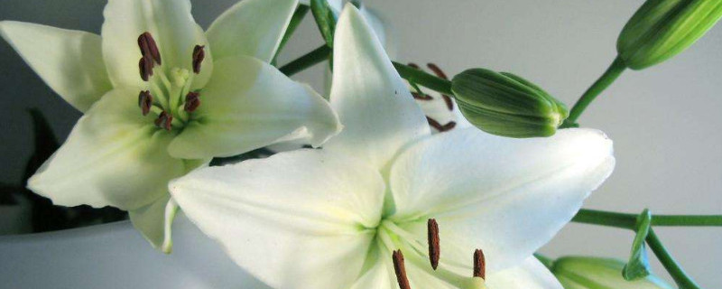 如何不让百合徒长 百合徒长不开花怎么办