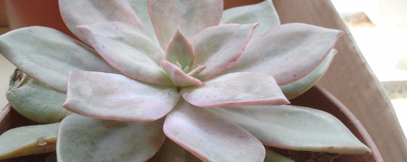 姬胧月多肉有毒吗（姬胧月和胧月多肉）