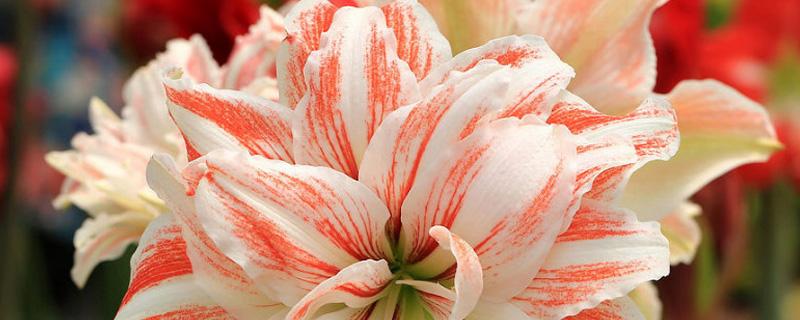 朱顶红几月份剪叶子好（朱顶红1年开几次花）