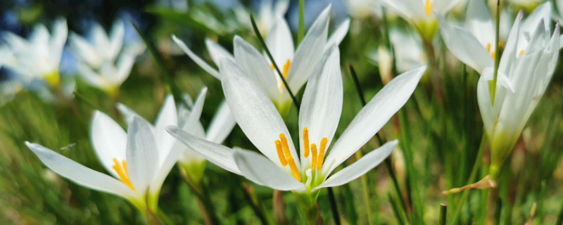 葱兰倒伏怎么办(小葱倒伏怎么办)