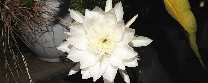 昙花长气根怎么处理 昙花长气根怎么处理掉