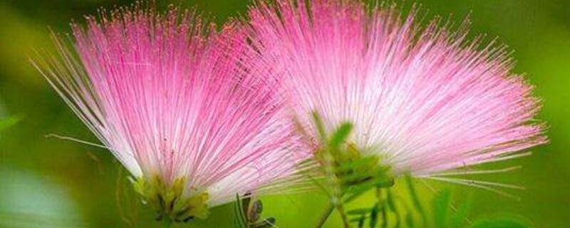 合欢花和绒花的区别（绒鲜花是合欢花吗?）