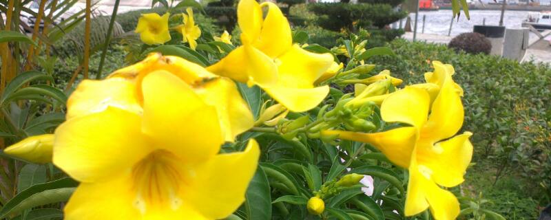 黄蝉花能在家里养殖吗 黄蝉花能在家里养殖吗风水好吗