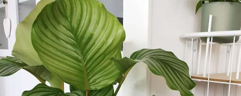 青苹果竹芋怎么修剪 青苹果竹芋怎么修剪图解