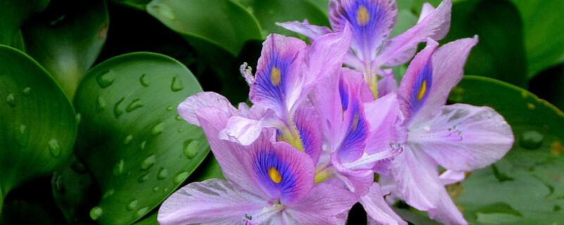 凤眼蓝叶子发黄怎么办（凤眼蓝叶子发黄怎么办呢）