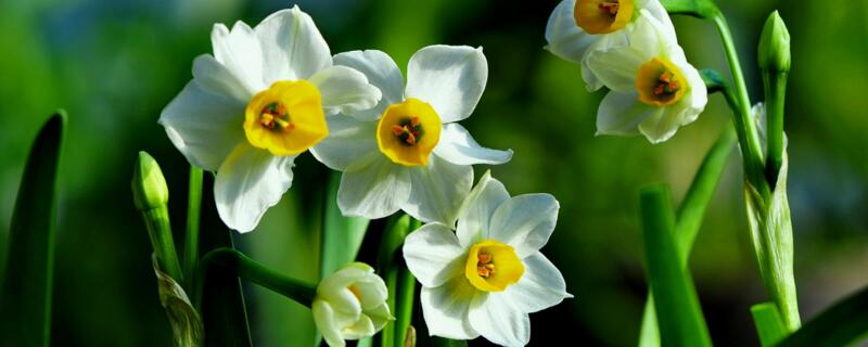 水仙一年开几次（水仙一年开几次花期）
