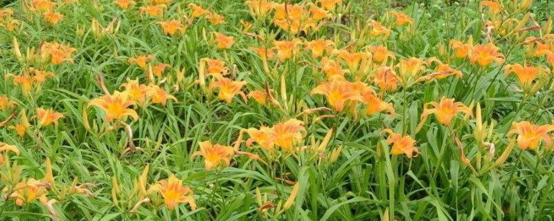 萱草为什么不开花（萱草为什么不开花结果）