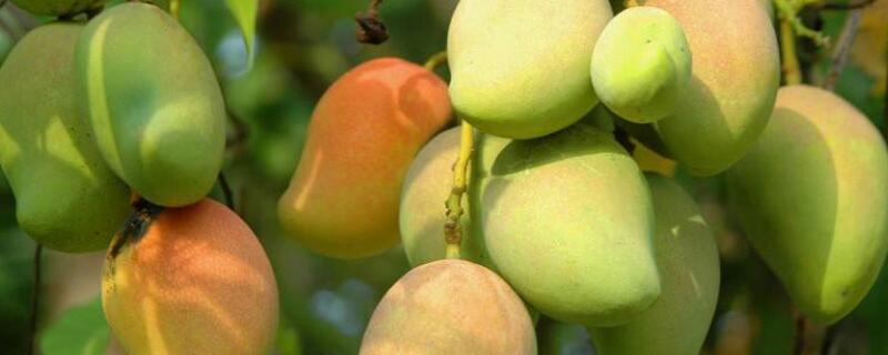 5月有什么水果成熟 5月都有什么水果成熟