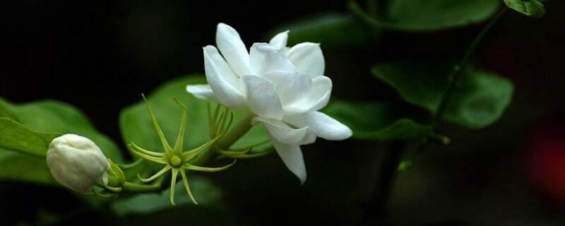 非洲茉莉怎么泡出根 非洲茉莉怎么泡出根的