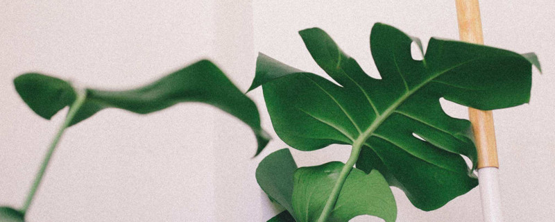 龟背竹怎么养护 龟背竹怎么养护与浇水