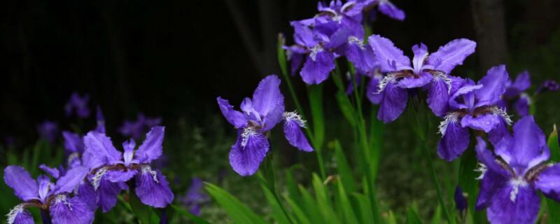 如何区分射干和鸢尾（如何区分射干和鸢尾花的区别）