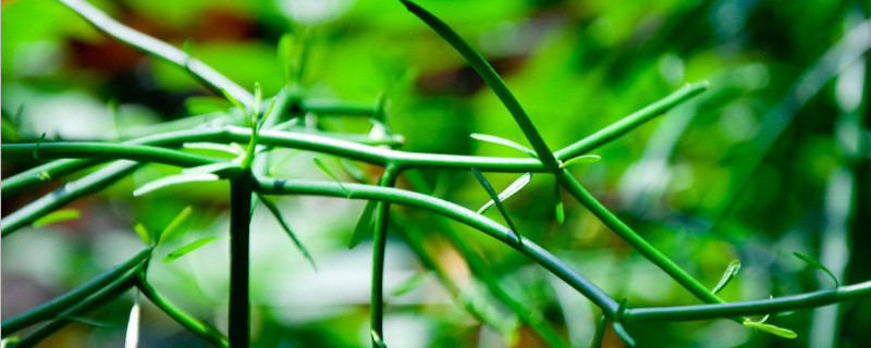 绿玉树怎么扦插 绿玉树怎么扦插繁殖