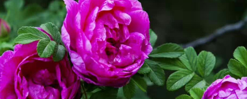 平阴玫瑰扦插方法（平阴玫瑰丰花一号可以扦插吗）