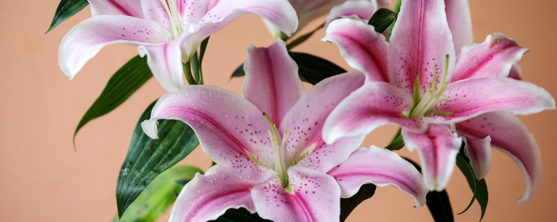 香水百合怎么插瓶 香水百合怎么插瓶里